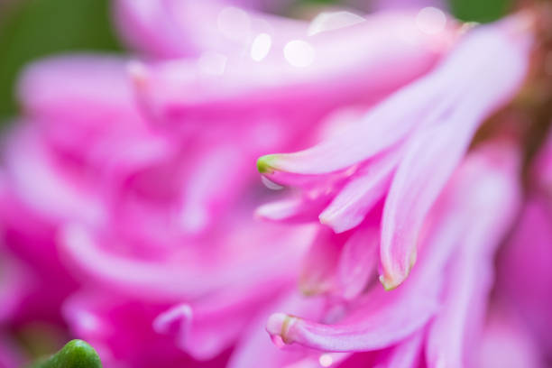 pink blooming hyacinth flower closeup on blurred background