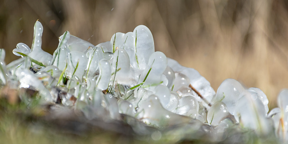 abstract picture with ice cubes embracing grass and tree roots, beautiful texture, suitable for background