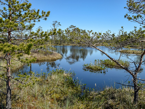 Colorful swamp in the shake,with the trees reflecting in the water,  swamp in the spring, overgrown with last year's schema of reeds and new green grass