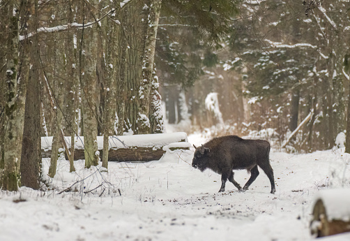 Free ranging European Bison male calf in wintertime forest, Bialowieza Forest, Poland, Europe