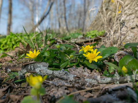 first spring flowers, bright yellow, blurred background