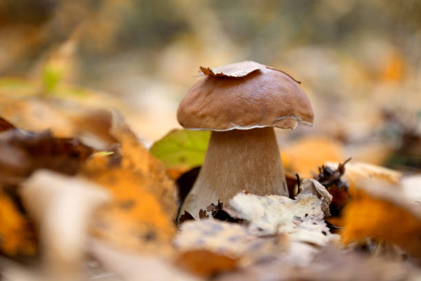 boletus mushroom grows through fallen leaves