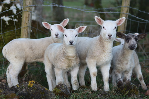 Group of lambs in a field in spring