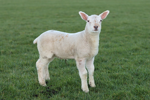 Lamb in a field in spring