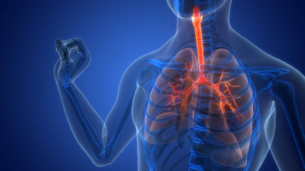 istock Human Respiratory System Lungs Anatomy 2105970174
