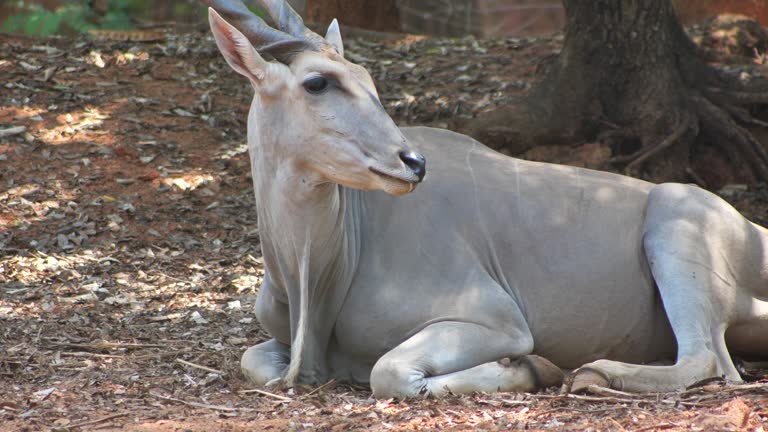 Eland Antelope resting