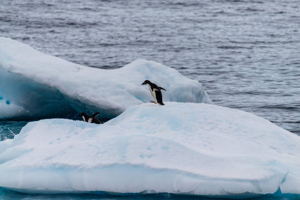 istock Adelie Penguins in Antarctica 2105998716