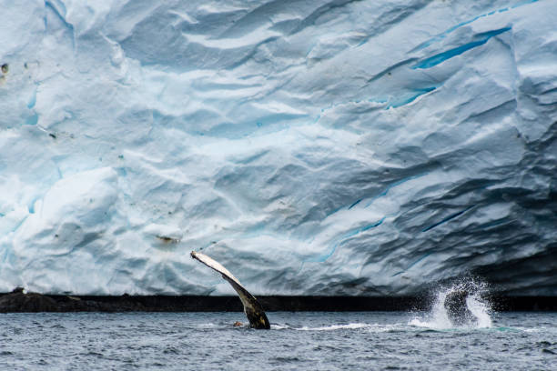 istock Lateral fin of a Humpback Whale 2105999210