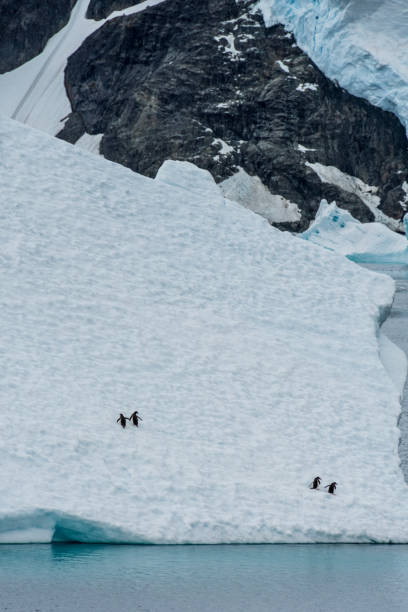 four gentoo penguins on an iceberg - exploration mountain ice jumping стоковые фото и изображения