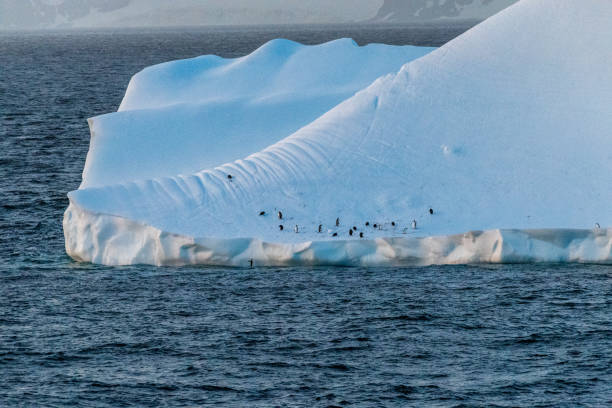 istock Gentoo Penguins in Antarctica 2105999232
