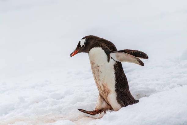 istock Gentoo colony at Danco Island 2105999237