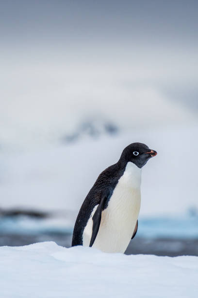 istock Adelie Penguin standing on an iceberg 2105999265
