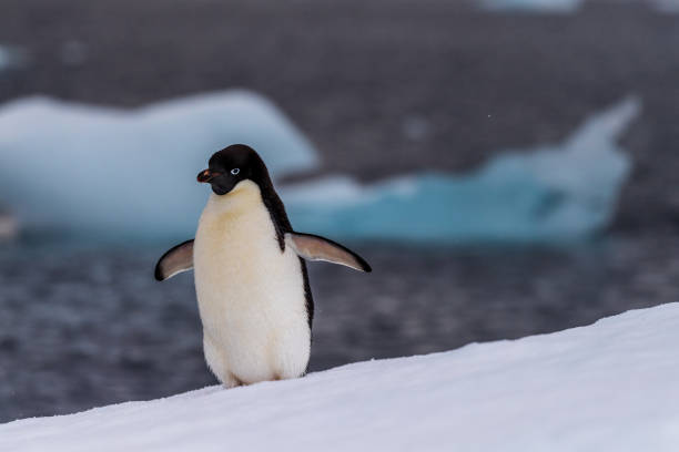 istock Adelie Penguin standing on an iceberg 2105999267