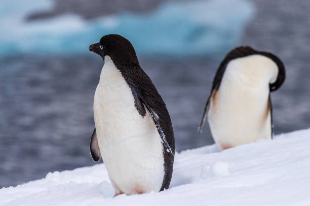 istock Adelie Penguin standing on an iceberg 2105999269