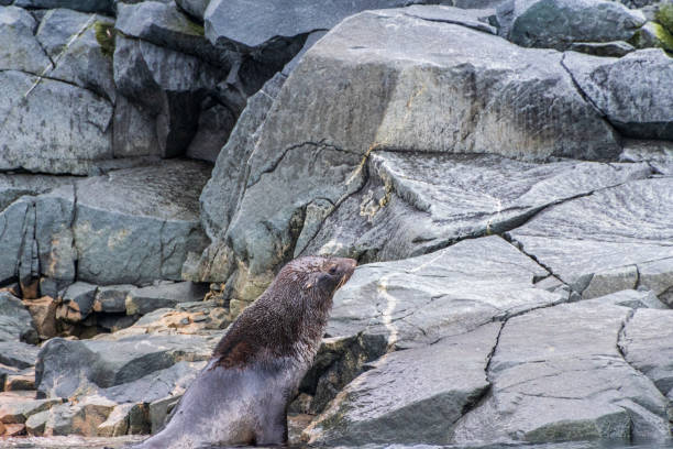istock Fur seal on a rock 2105999273
