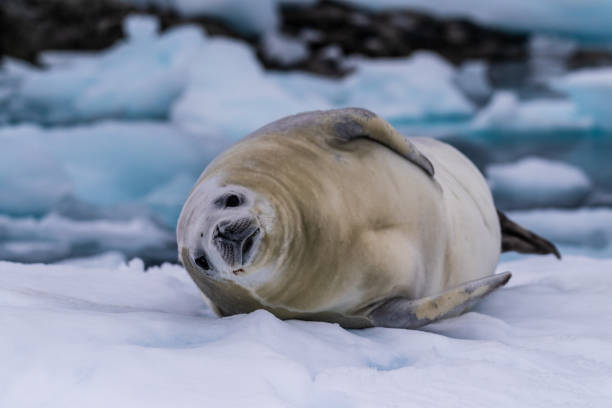 istock Crabeater Seal resting on a sheet of ice 2105999789