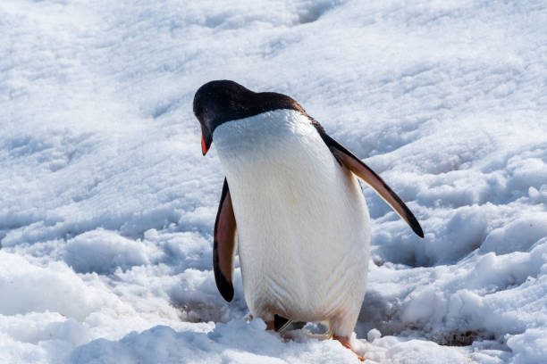 istock Close-up of a Gentoo Penguin on Trinity Island. 2105999811