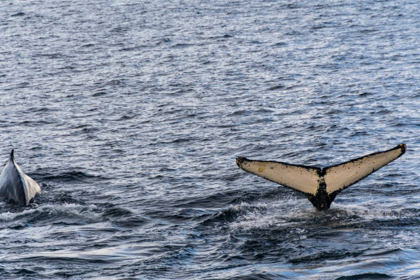 istock Tail of a humpback whale in the Antarctic 2105999819
