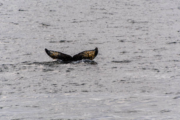 Close-up of the tail of a diving humpback whale -Megaptera novaeangliae. Image taken in the Graham passage, near Charlotte Bay, Antarctic Peninsula.