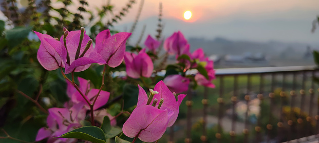 Luscious pink Bougainvillea flower with bubble blur of sun in background (sunset time)