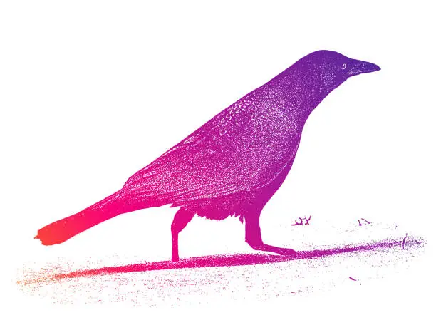 Vector illustration of Crow Bird Walking