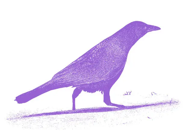 Vector illustration of Crow Bird Walking