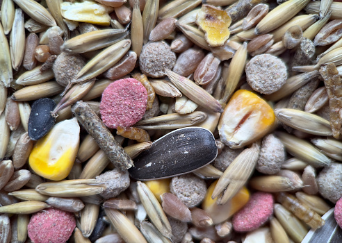 Texture of a colorful grains and seeds, close-up food for rodents.