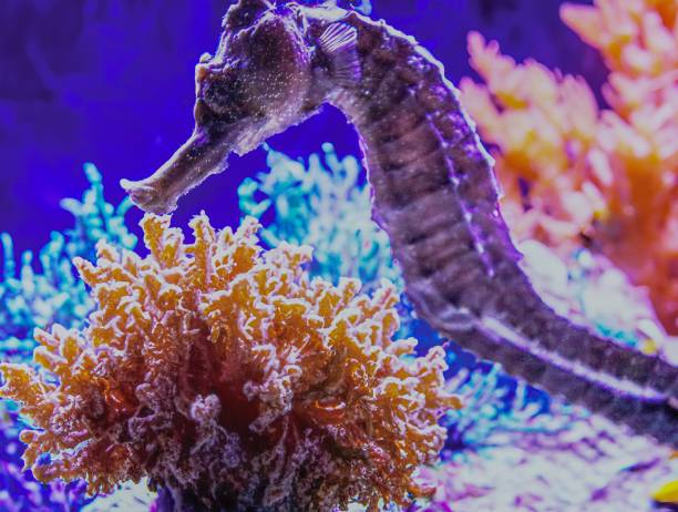 A seahorse clings to a rope using its curled tail in a coral reef environment. The detailed underwater scene highlights the unique body shape and behavior of this iconic marine animal, surrounded by soft corals and small reef fish. Ideal for themes related to marine life, underwater wildlife, ocean conservation, biodiversity, and tropical reef ecosystems.