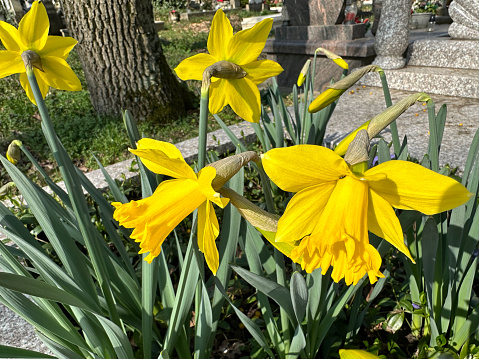 Daffodil flowers on a tombstone in the public cemetery