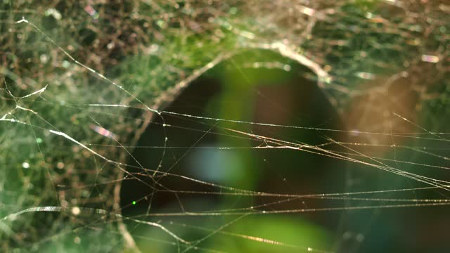 Spider web is moving by wind in the morning