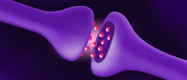 Chemical synapse vector. Neuron communication. Synaptic transmission. Presynaptic cell and Postsynaptic cell.