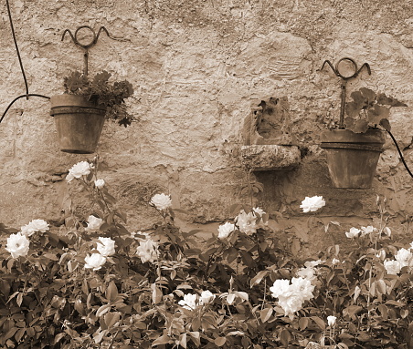 Sepia-Toned Wall Garden With Blooming Flowers. Timeless Beauty Captured In Monochromatic Shades