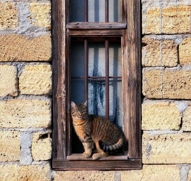istock Curious Cat at the Window. A Feline Sentinel in a Rustic Setting 2106059722