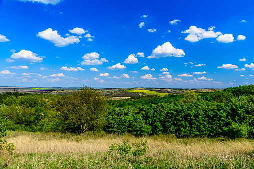 Green forest and fields under blue sky. Summer landscape