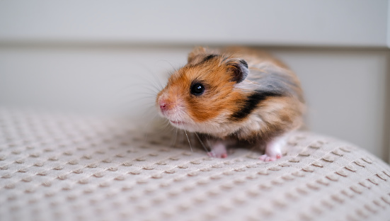 Woman holding cute little hamster indoors, closeup