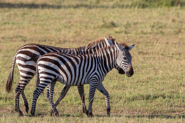 istock Two zebras that walk on the savannah in Africa 2106086557