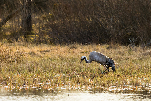 Crane settles on the nest