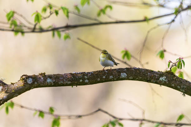 Warbler bird on a branch in the woods Warbler bird on a branch in the woods wood warbler phylloscopus sibilatrix stock pictures, royalty-free photos & images