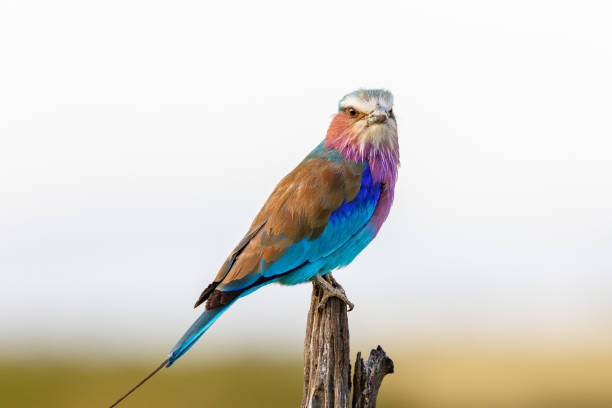 istock Lilac-breasted roller looking at the camera sitting on a stick 2106091274