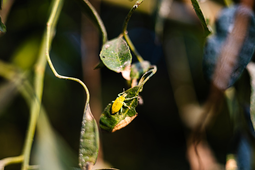 Close-up of an dark green bug with a patterned body crawling on a leaf.