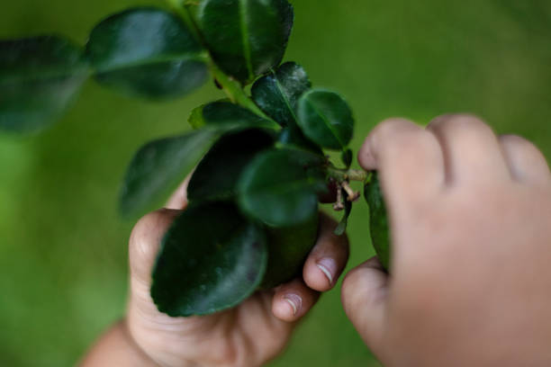Close Up Of Hand Reaching To Pick Fruit From Tree