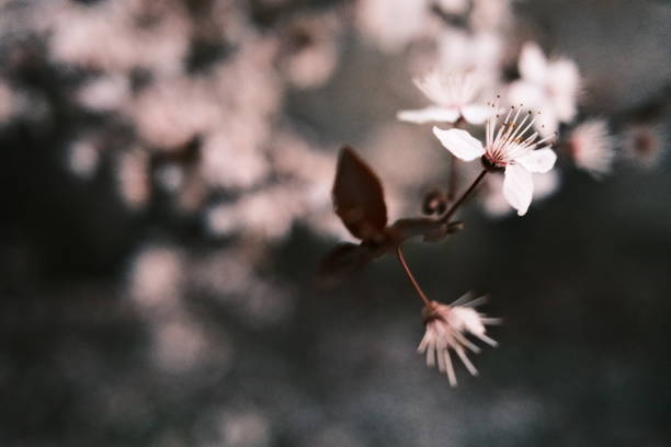 Blossoms of a cherry plum (Prunus cerasifera) tree