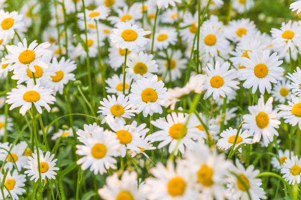 istock White daisies meadow on a sunny day; 2106122632