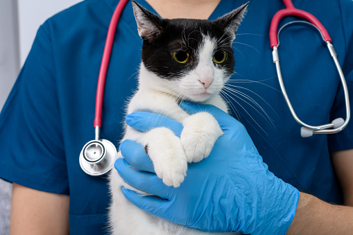 A sweet, calm cat in the office being held by a veterinarian