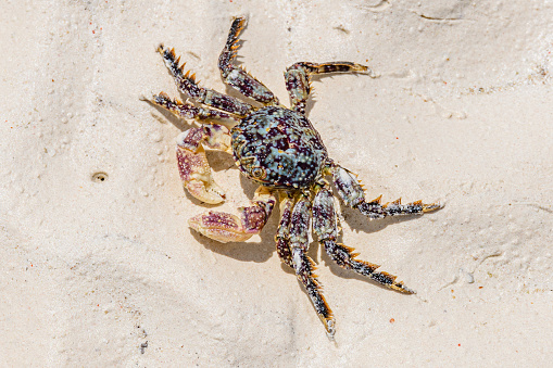 Sea crab on sand at the beach