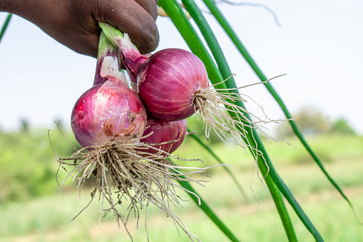 Farm fresh onion or farmer holding fresh onion or fresh onion, Farmer standing in a field holding freshly picked red onions.