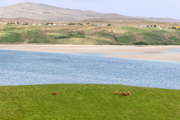 In Rhitongue, Scotland, Highland cows graze peacefully on a lush meadow, with a serene backdrop of a sandy beach, azure waters, and gently rolling hills dotted with quaint homes under a clear sky