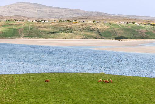In Rhitongue, Scotland, Highland cows graze peacefully on a lush meadow, with a serene backdrop of a sandy beach, azure waters, and gently rolling hills dotted with quaint homes under a clear sky