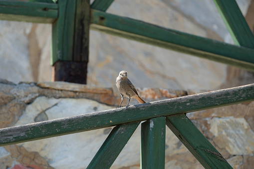 A bird perched on a wooden fence in a garden in the spring.