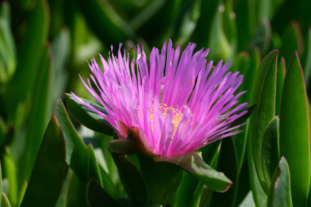 flower of carpobrotus edulis, a species of succulent plant. - buz çiçeği stok fotoğraflar ve resimler